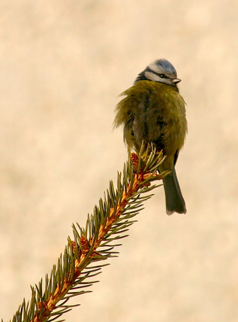 Jessie Lake Birding Walk Tomorrow