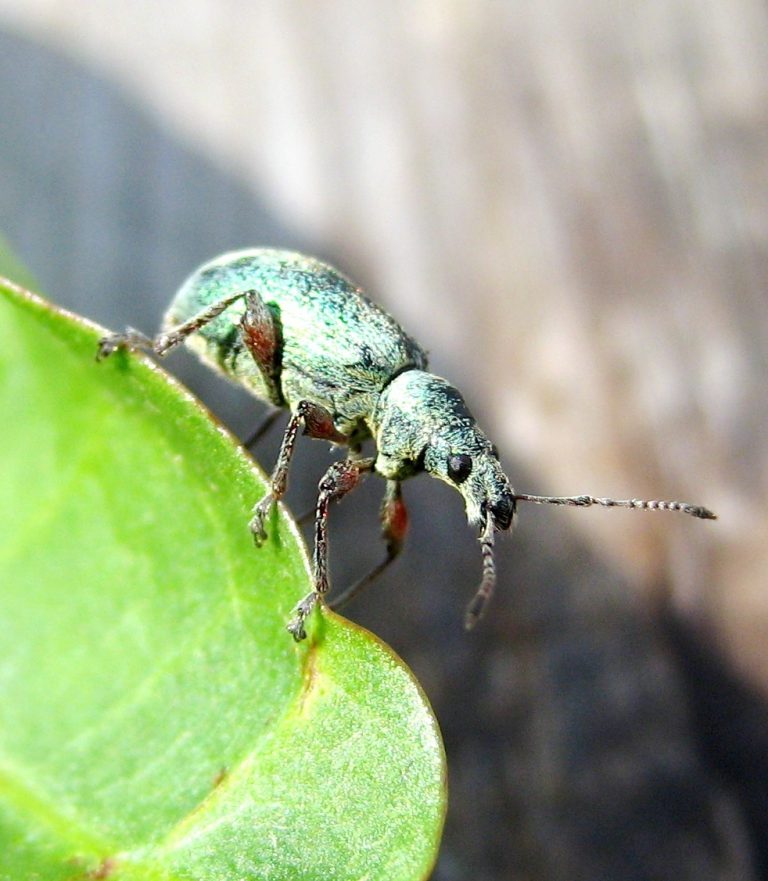 MD Buying Weevils to Combat Thistle Weeds