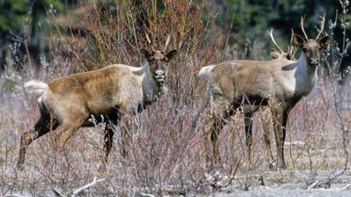 Province looking into protecting caribou habitat