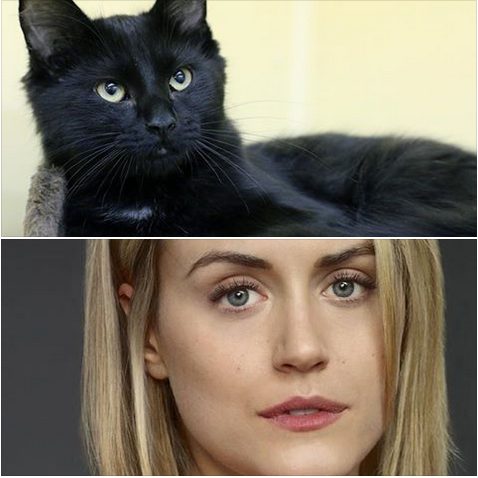 Humane Society Casts Black Cats as “Orange is the New Black” Characters