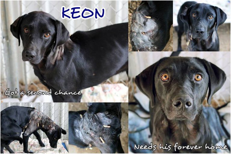 Keon the Dog Survives Vicious Attack, Ready for Adoption