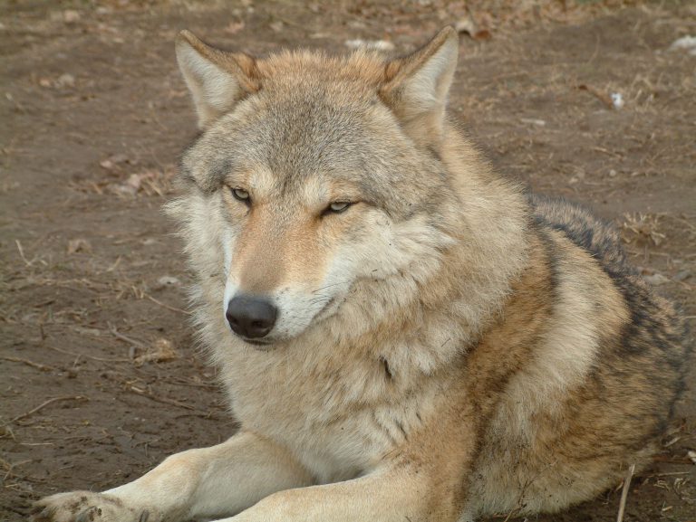 Final Numbers in For Coyote and Wolf Predation Program