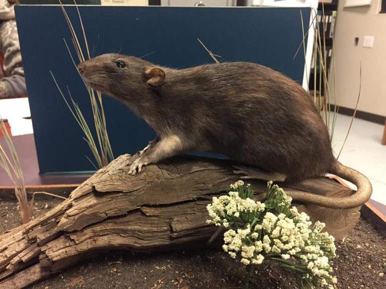 Name the Rat Contest Draws Massive Response