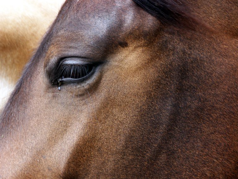 Two stops in Lakeland County on tentative WPCA schedule