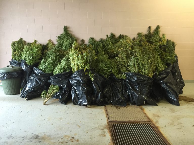 Smoky Lake RCMP Bust Marijuana Grow-op