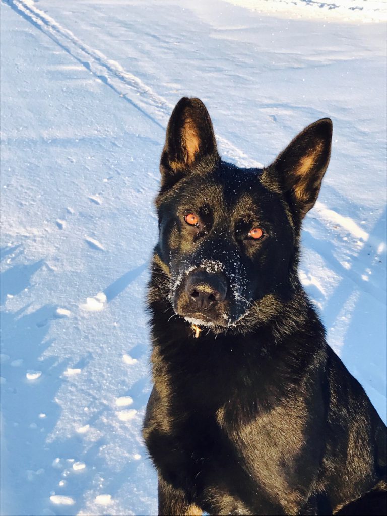 St.Paul RCMP say Police Dog helped to get suspect