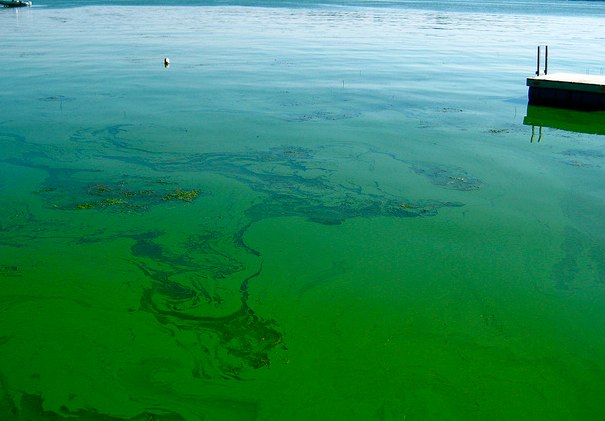 Blue-Green Algae found on Cold Lake: AHS