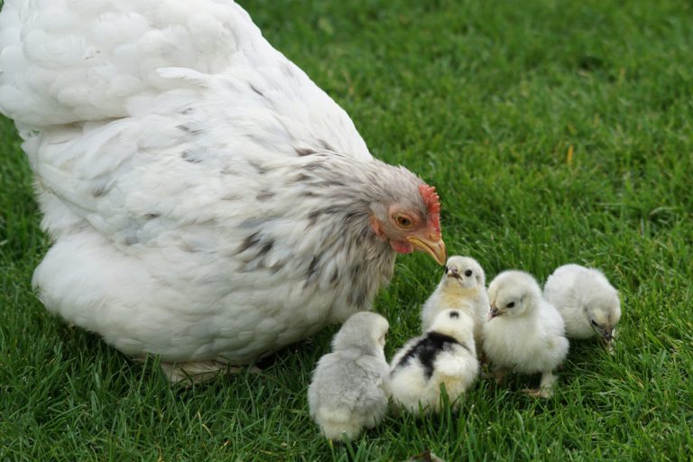 Cold Lake urban hen program goes into practice