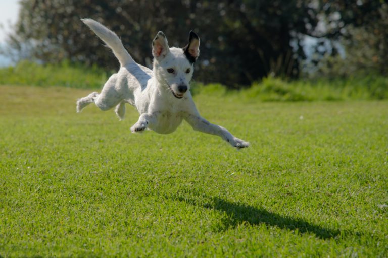 Survey up on future St. Paul dog park