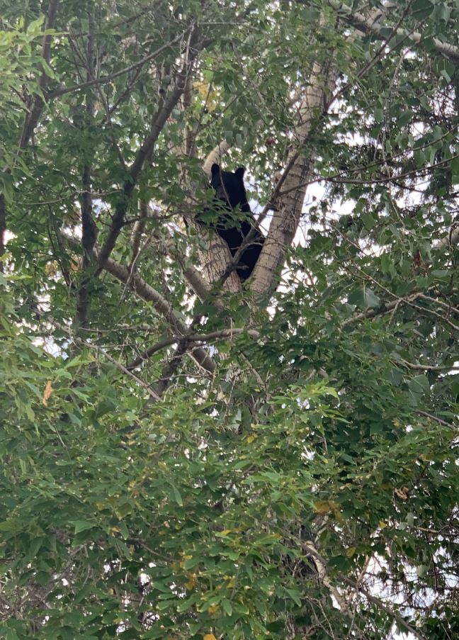 Lac La Biche RCMP work in partnership with multiple agencies to help save a bear