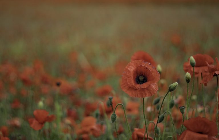 Remembrance Day ceremonies around the Lakeland