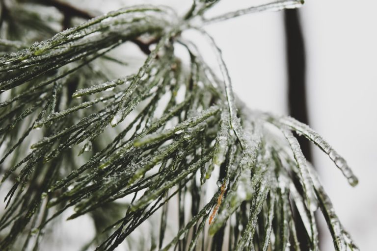 Freezing rain warning issued for the Lakeland