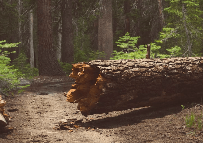 M.D. of Bonnyville asks for reports about falling trees