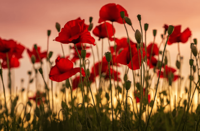 Bonnyville Legion prepares for Remembrance Day