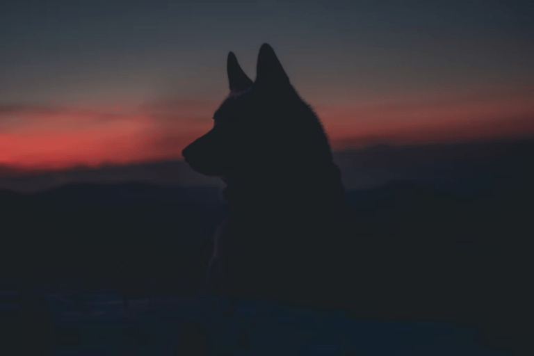 Wolf and cyotes reduction program hits the Lakeland