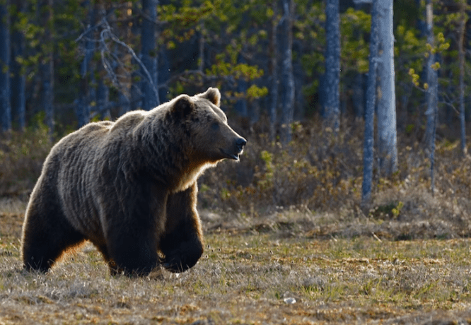 Preparedness, awareness, education key to bear safety: Expert