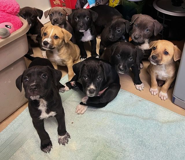 Bonnyville SPCA looks for 6 furever homes for new puppies