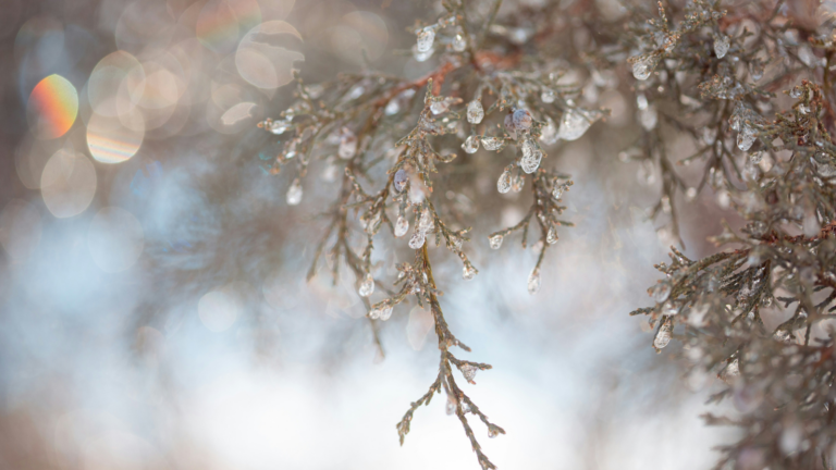 Freezing rain warning issued for the Lakeland region