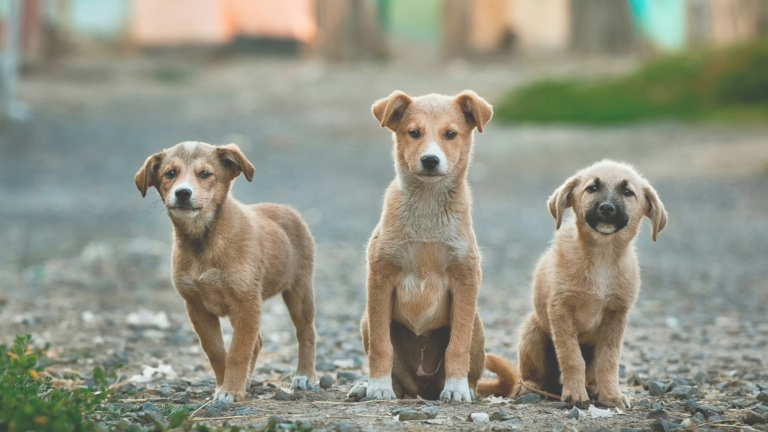 Cold Lake Animal Care and Control Centre adjust hours for February