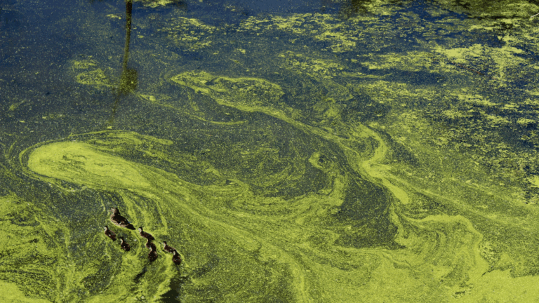 Blue-green algae advisory issued for Moose Lake
